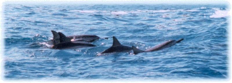 Dolphins, Maui Hawaii.jpg - Dolphins